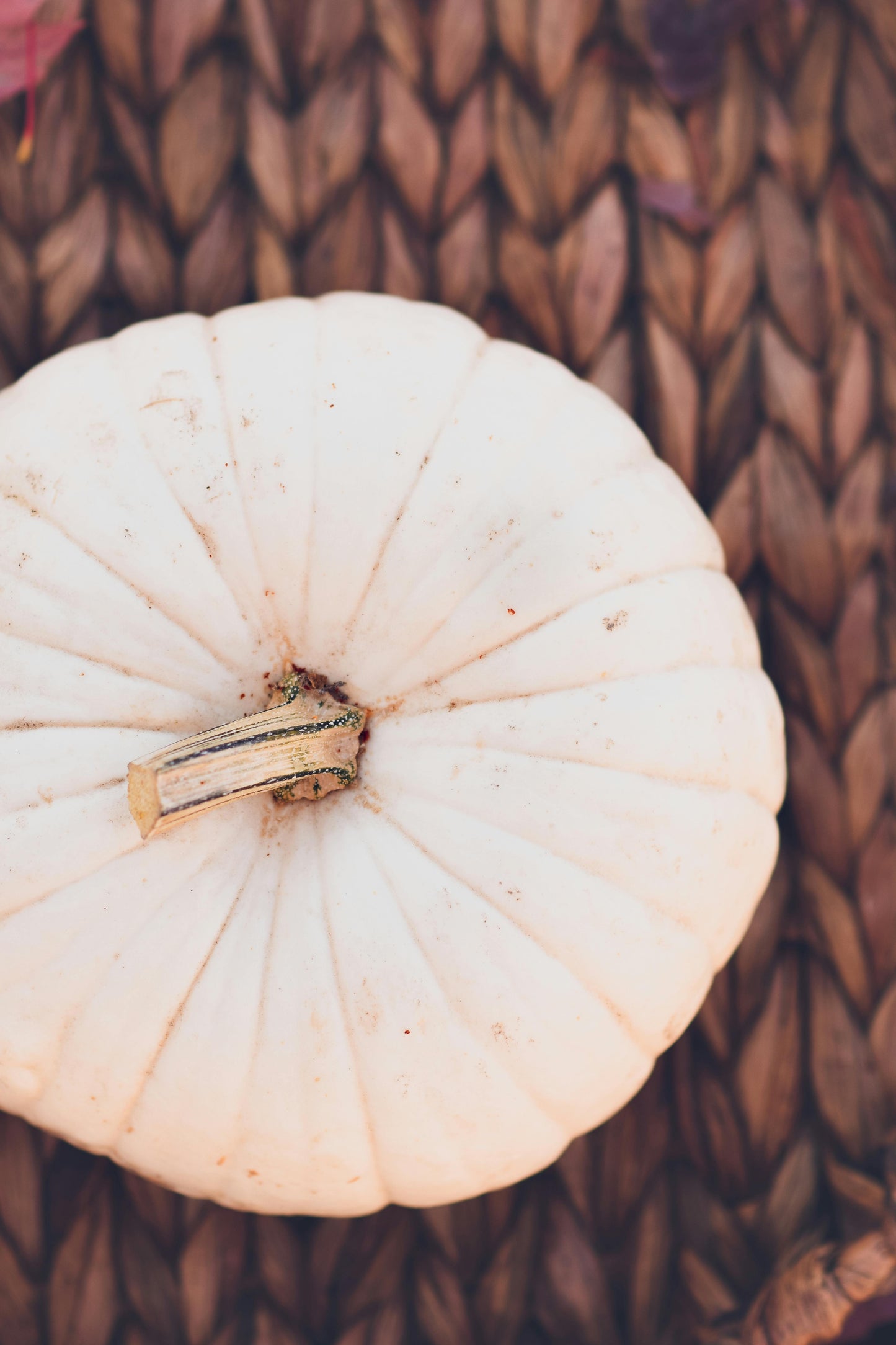 White Pumpkin Plug Plants - "Grow Your Own" Fruit **Letterbox Friendly**