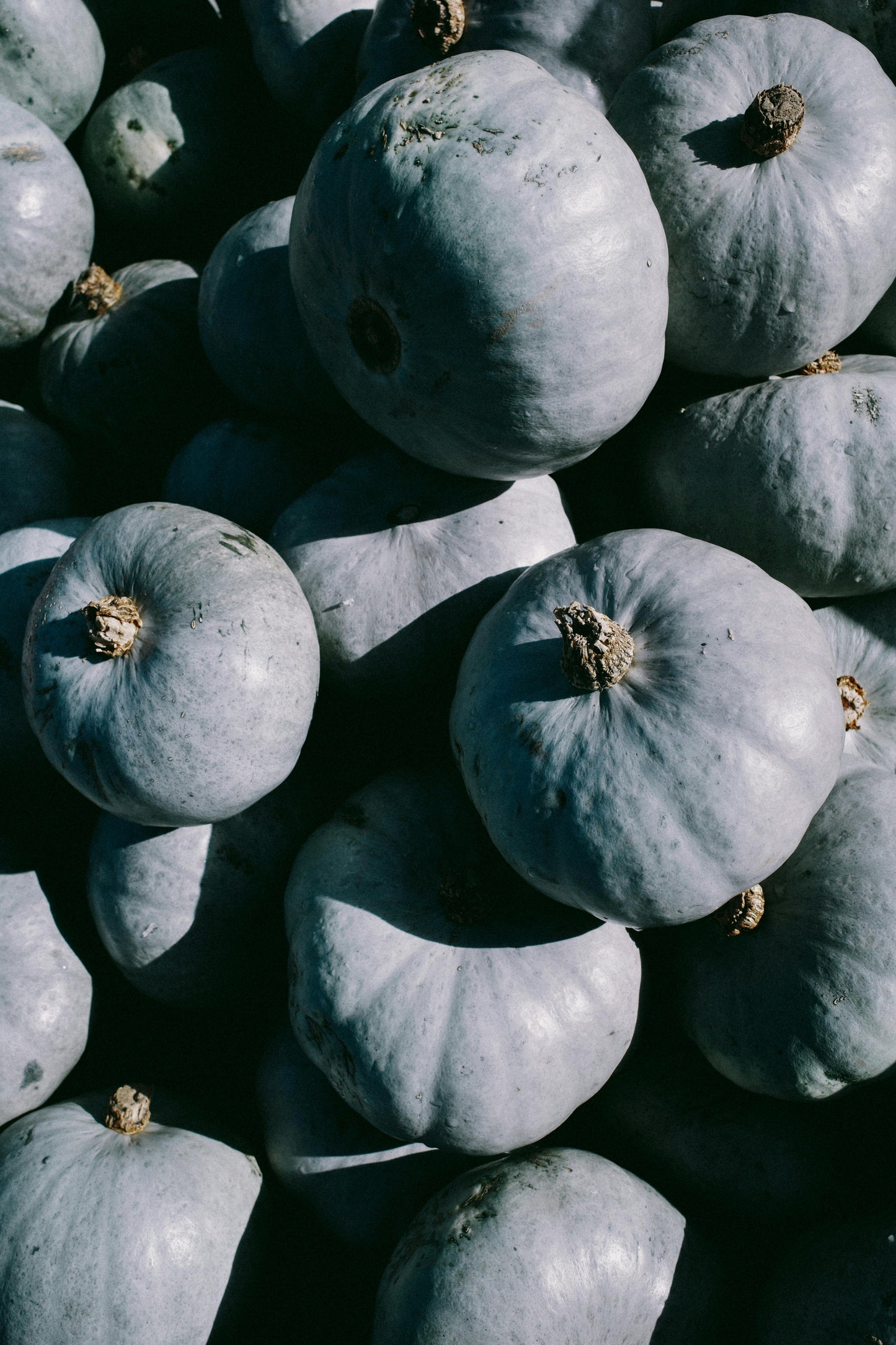 Blue Pumpkin Plug Plants "Grow Your Own" Fruit **Letterbox Friendly** Eco Friendly Packaging