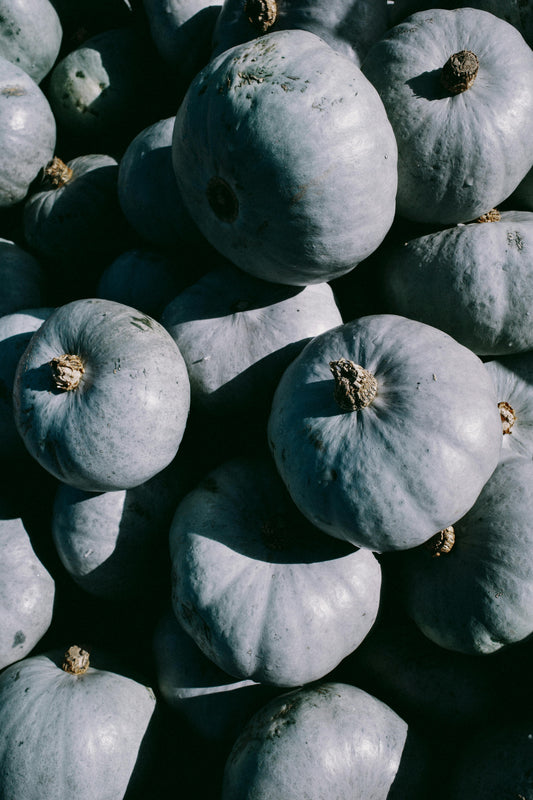 Blue Pumpkin Plug Plants "Grow Your Own" Fruit **Letterbox Friendly** Eco Friendly Packaging