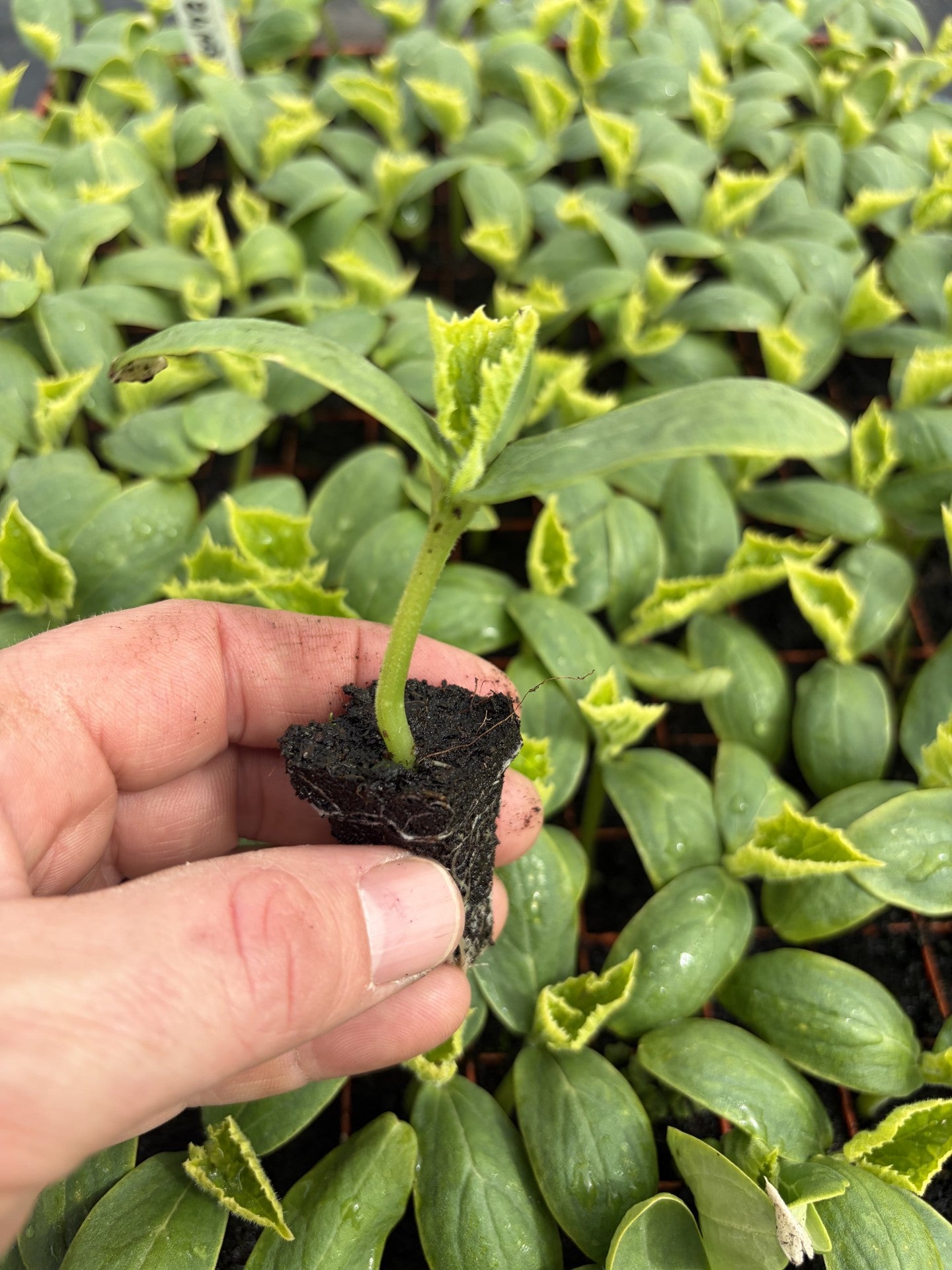 Baby Cucumber Plug Plants "Grow Your Own" Fruit 'Ready to Plant Now' Young Vegetable Plants **Letterbox Friendly** (Copy)