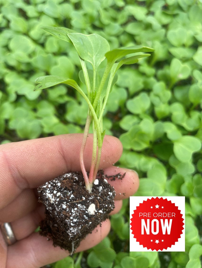 PRE-ORDER 10% OFF - Radish Plug Plants "Grow Your Own" Vegetables **Letterbox Friendly**