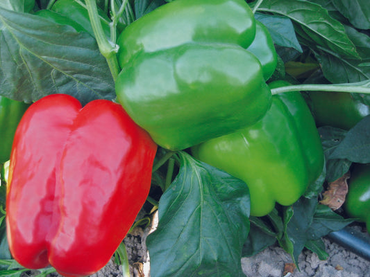 Pepper Plug Plants "Grow Your Own" Fruit **Letterbox Friendly**