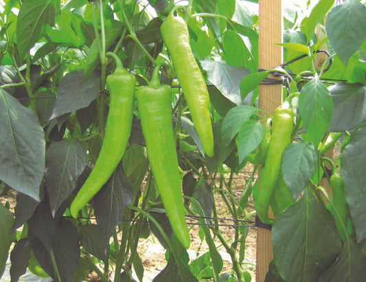 Chilli Pepper Hot Banana Plug Plants "Grow Your Own" Fruit **Letterbox Friendly**