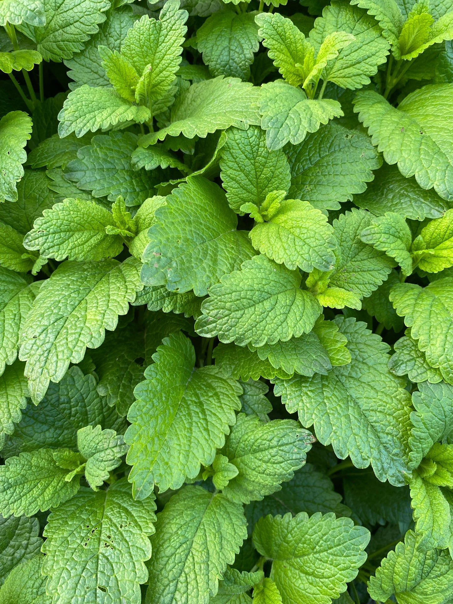 Spearmint Plug Plants "Grow your Own" Herbs 'Eco Friendly Packaging' **LETTERBOX FRIENDLY**