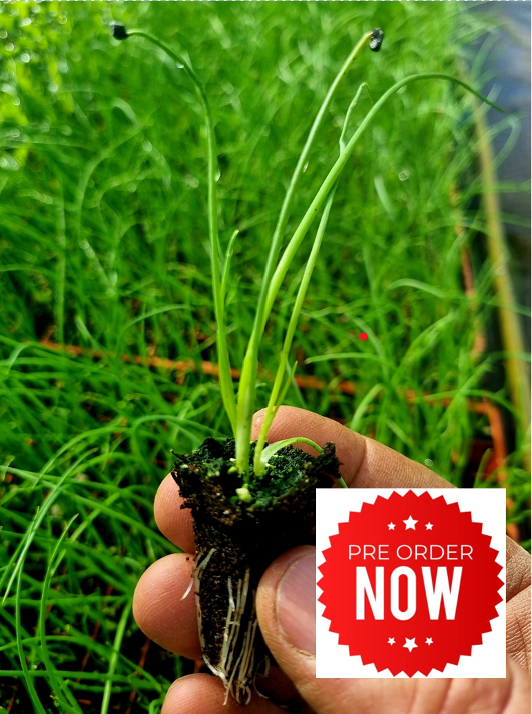 Root Source PRE-ORDER 10% OFF - Spring Onion Plug Plants