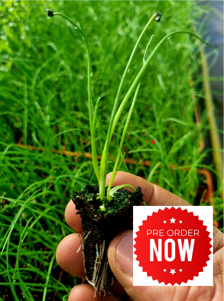 PRE-ORDER 10% OFF - Spring Onion Plug Plants "Grow Your Own" Vegetables **Letterbox Friendly**