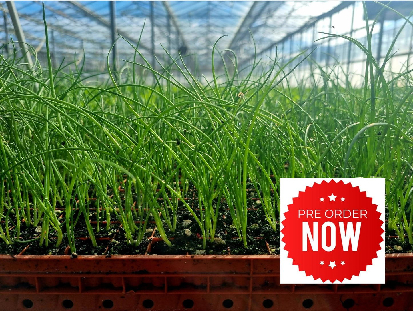 PRE-ORDER 10% OFF - Spring Onion Plug Plants "Grow Your Own" Vegetables **Letterbox Friendly**