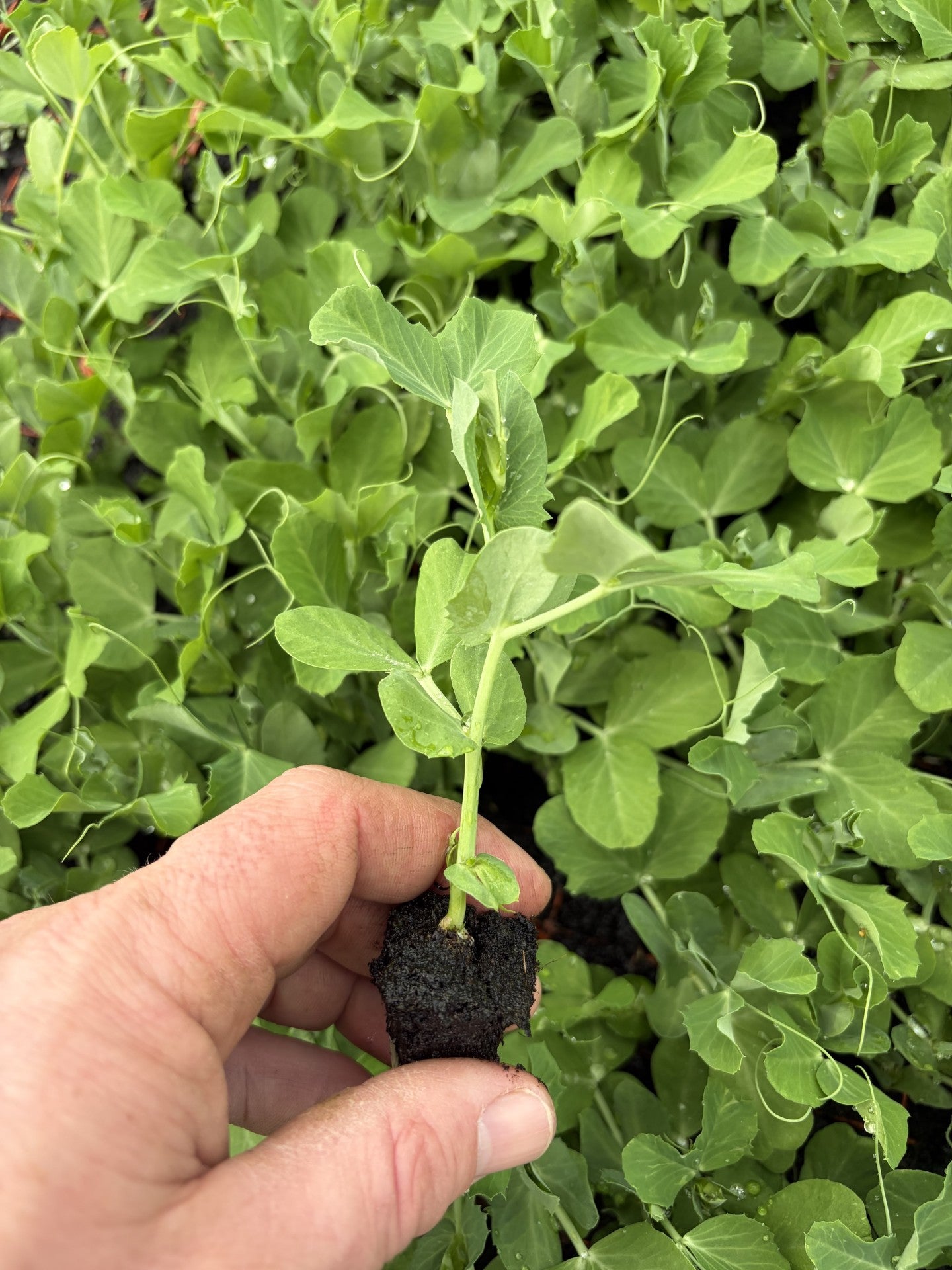 Sugar Snap Pea Plug Plants "Grow Your Own" Fruit 'Ready to Plant Now' Young Vegetable Plants **Letterbox Friendly** (Copy) (Copy)