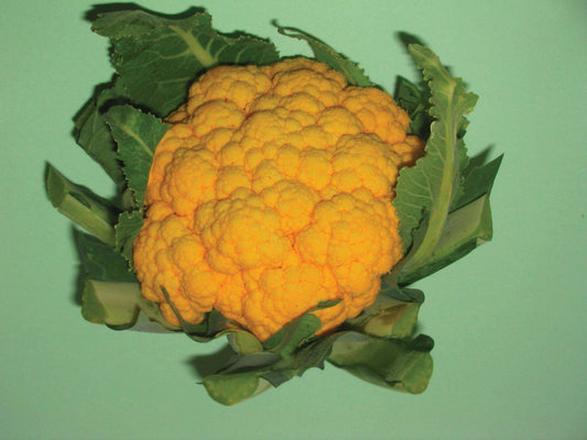 Orange Cauliflower Plug Plants - "Grow Your Own" Vegetables **Letterbox Friendly**