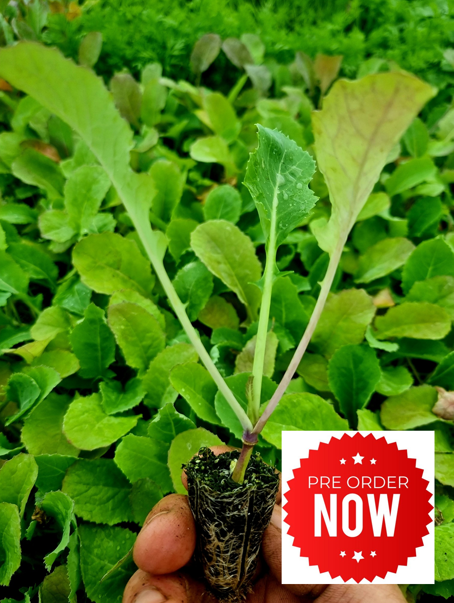 PRE-ORDER 10% OFF - Swede Plug Plants "Grow Your Own" Vegetables **Letterbox Friendly**
