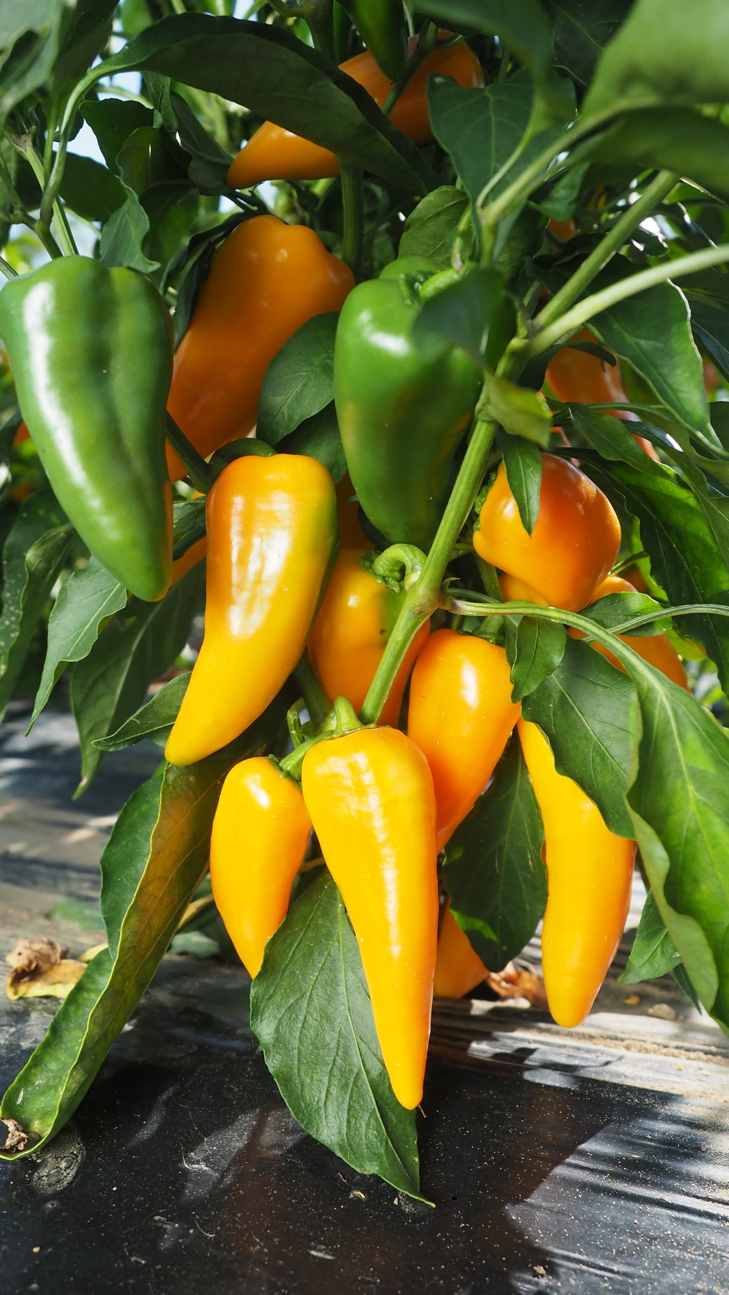 Pepper Plug Plants MIXED PACK "Grow Your Own" Fruit 'Ready to Plant Now' Young Vegetable Plants **Letterbox Friendly** (Copy)