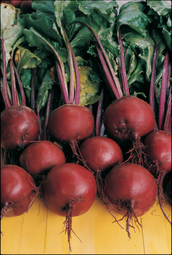Beetroot Plug Plants - "Grow Your Own" Vegetables **Letterbox Friendly**