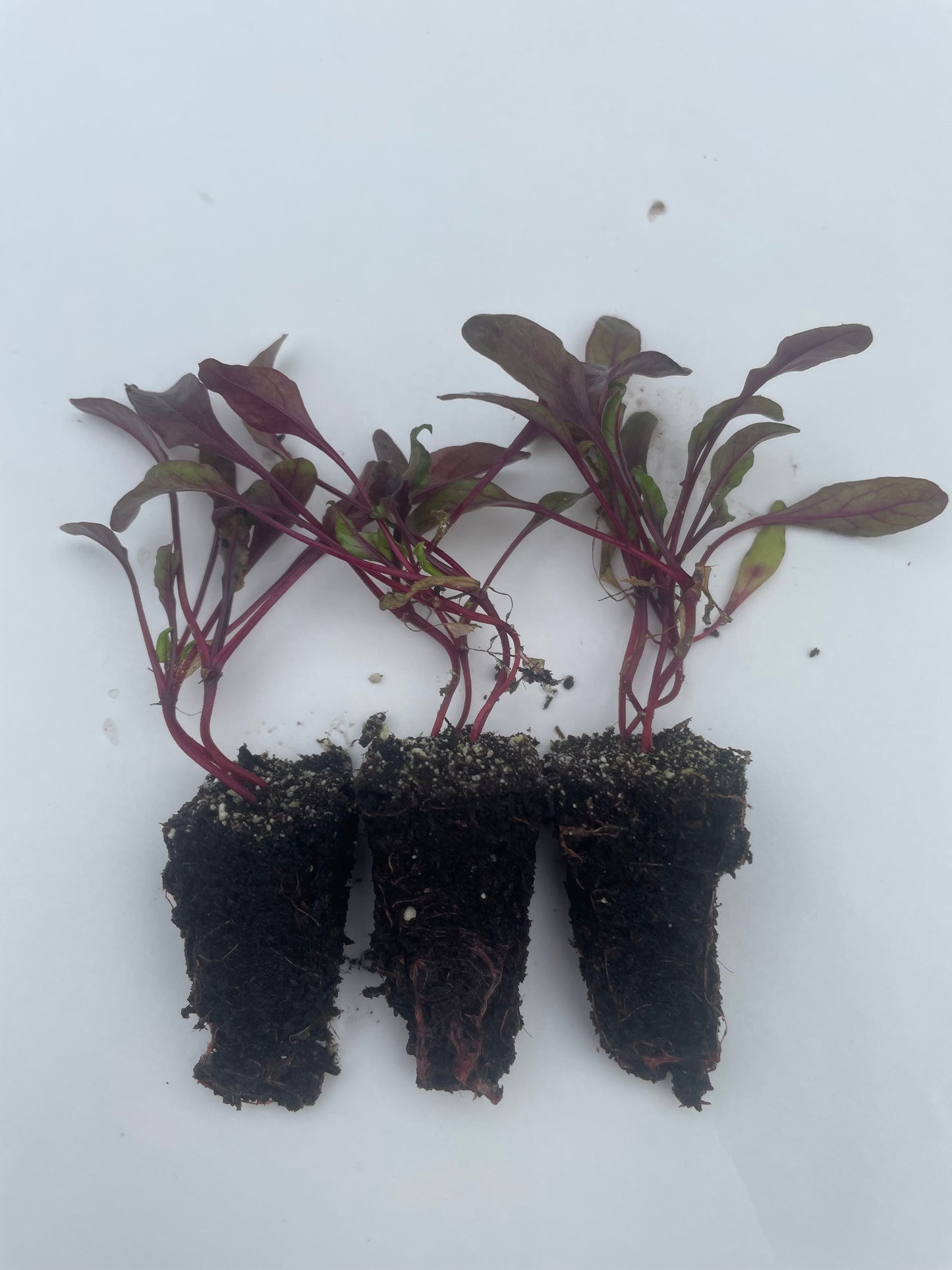 Beetroot Plug Plants - "Grow Your Own" Vegetables **Letterbox Friendly**
