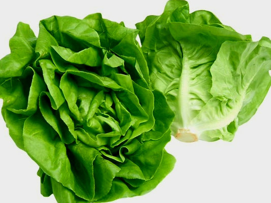 Butterhead Lettuce Plug Plants "Grow Your Own" Salads **Letterbox Friendly**