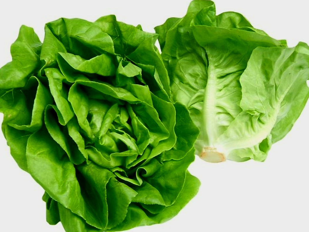 Lettuce Plug Plants MIXED PACK "Grow Your Own" Salad 'Ready to Plant Now' Young Vegetable Plants 'Eco Friendly Packaging' **Letterbox Friendly**