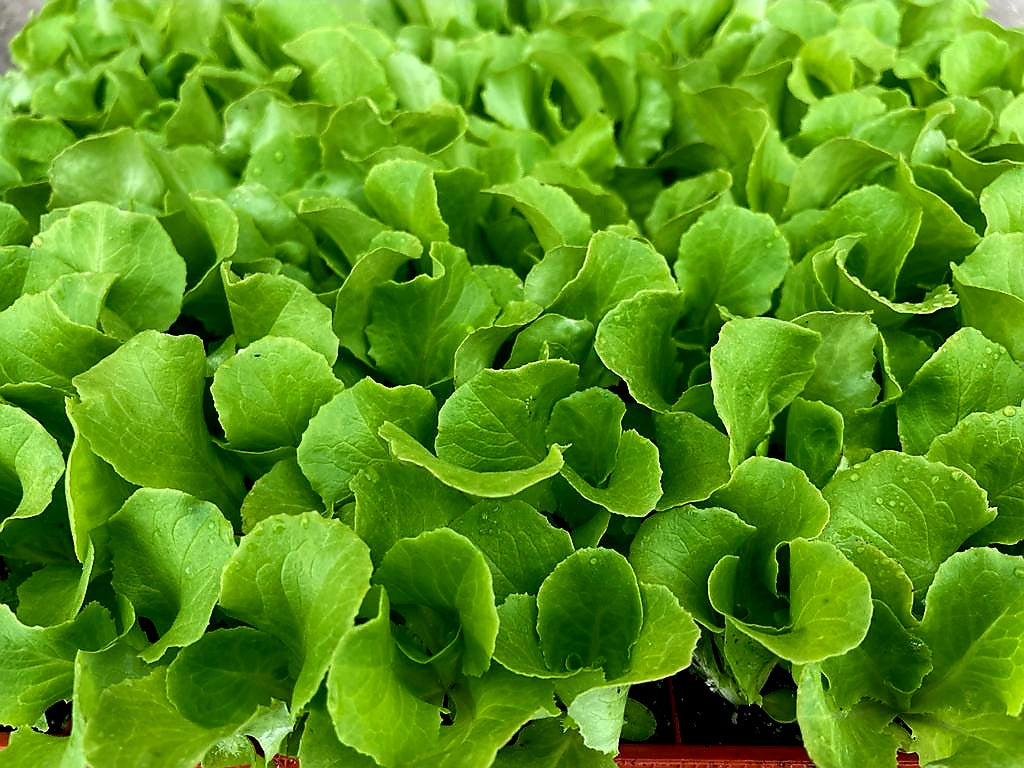 Butterhead Lettuce Plug Plants "Grow Your Own" Salads **Letterbox Friendly**