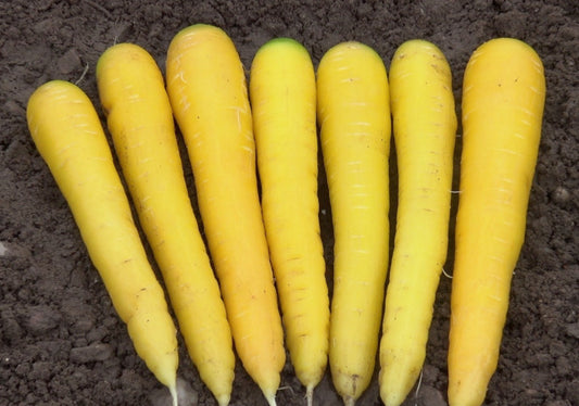 Golden Carrot Plug Plants - "Grow Your Own" Vegetables **Letterbox Friendly**