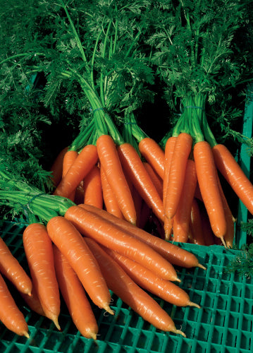 Carrot Plug Plants "Grow Your Own" Vegetables **Letterbox Friendly**
