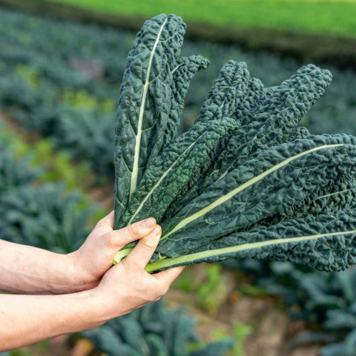 Cavolo Nero Plug Plants "Grow Your Own" Vegetables **Letterbox Friendly**