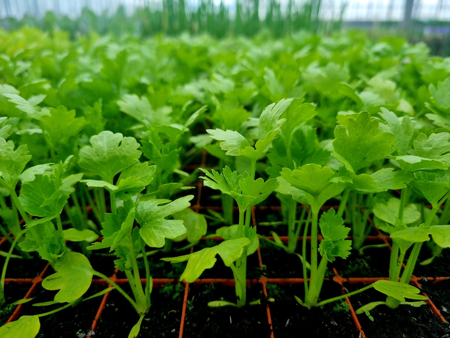 Celeriac Plug Plants "Grow Your Own" Salads **Letterbox Friendly**