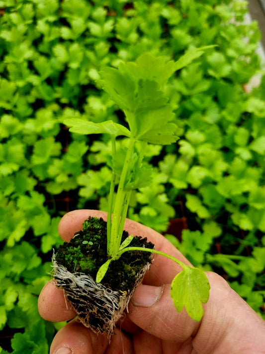 Celeriac Plug Plants "Grow Your Own" Salads **Letterbox Friendly**