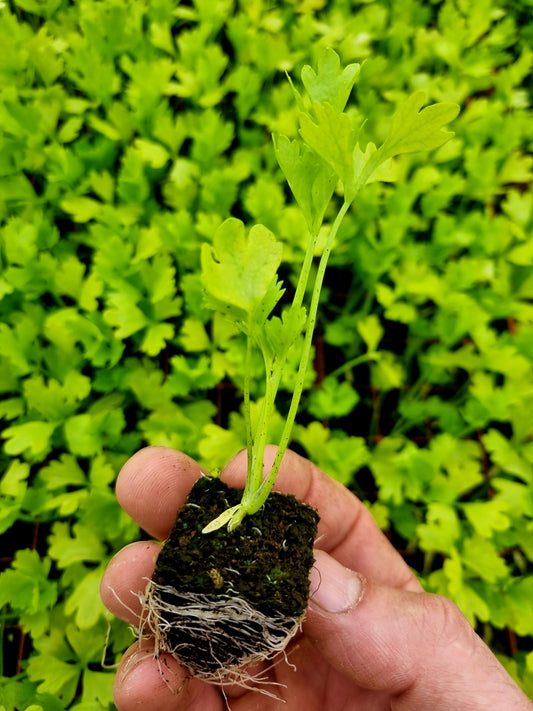 Celery Plug Plants "Grow Your Own" Salad 'Ready to Plant Now' Young Vegetable Plants