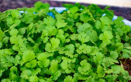 Coriander Plug Plants "Grow your Own" Herbs **LETTERBOX FRIENDLY**