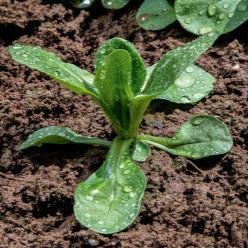Corn Salad Plug Plants "Grow Your Own" Salads **Letterbox Friendly**