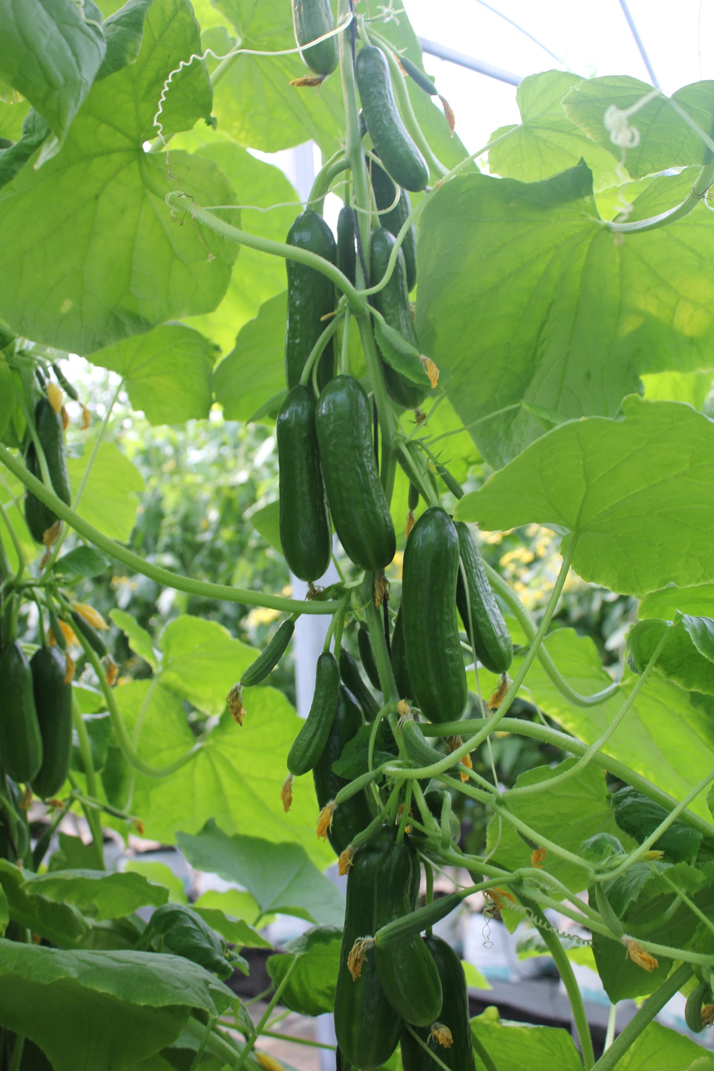 Cucumber Plug Plants "Grow Your Own" Fruit 'Ready to Plant Now' Young Vegetable Plants **Letterbox Friendly**