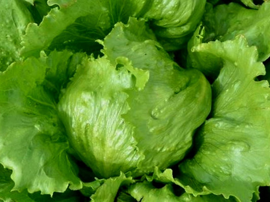 Iceberg Lettuce Plug Plants "Grow Your Own" Salads 'Eco Friendly Packaging' **Letterbox Friendly**