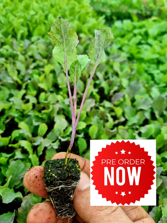 PRE-ORDER 10% OFF - January King Plug Plants "Grow Your Own" Vegetables **Letterbox Friendly**