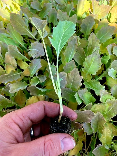Kohlrabi Plug Plants - "Grow Your Own" Vegetables **Letterbox Friendly**