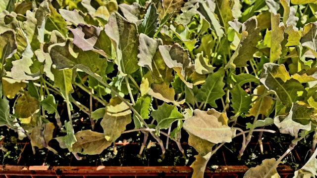 Kohlrabi Plug Plants - "Grow Your Own" Vegetables **Letterbox Friendly**