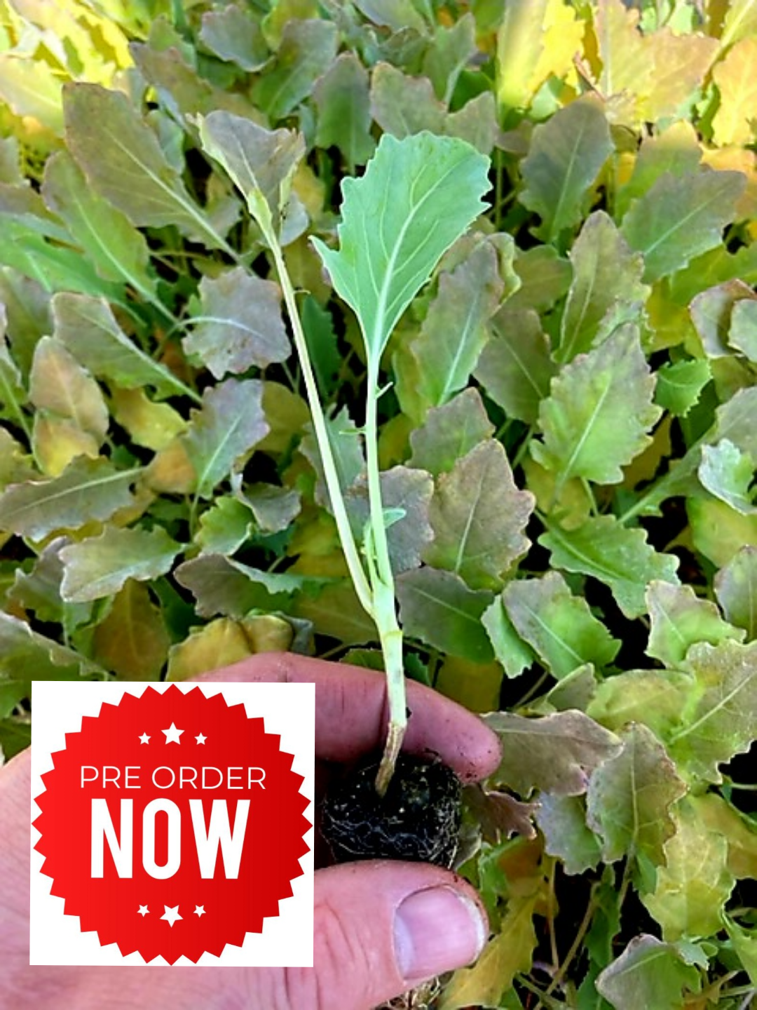 PRE-ORDER 10% OFF - Kohlrabi Plug Plants "Grow Your Own" Vegetables **Letterbox Friendly**