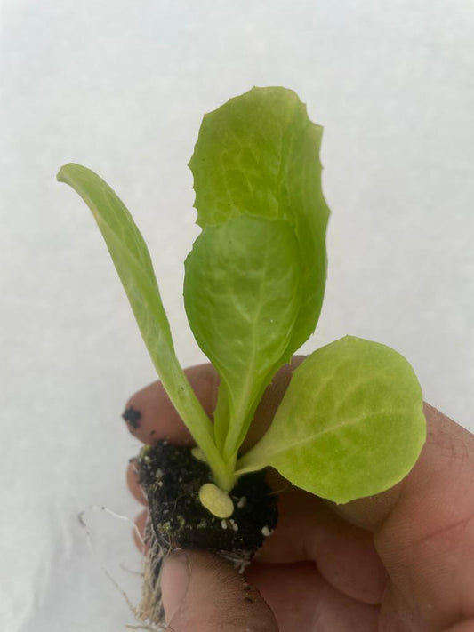 Endive Lettuce Plug Plants "Grow Your Own" Salad 'Ready to Plant Now' Young Vegetable Plants **Letterbox Friendly**