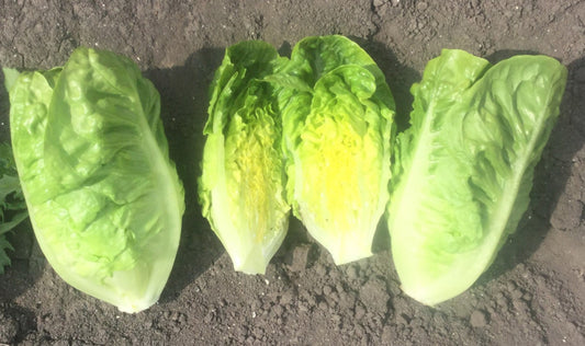 Little Gem Lettuce Plug Plants "Grow Your Own" Salad 'Ready to Plant Now' Young Vegetable Plants **Letterbox Friendly**