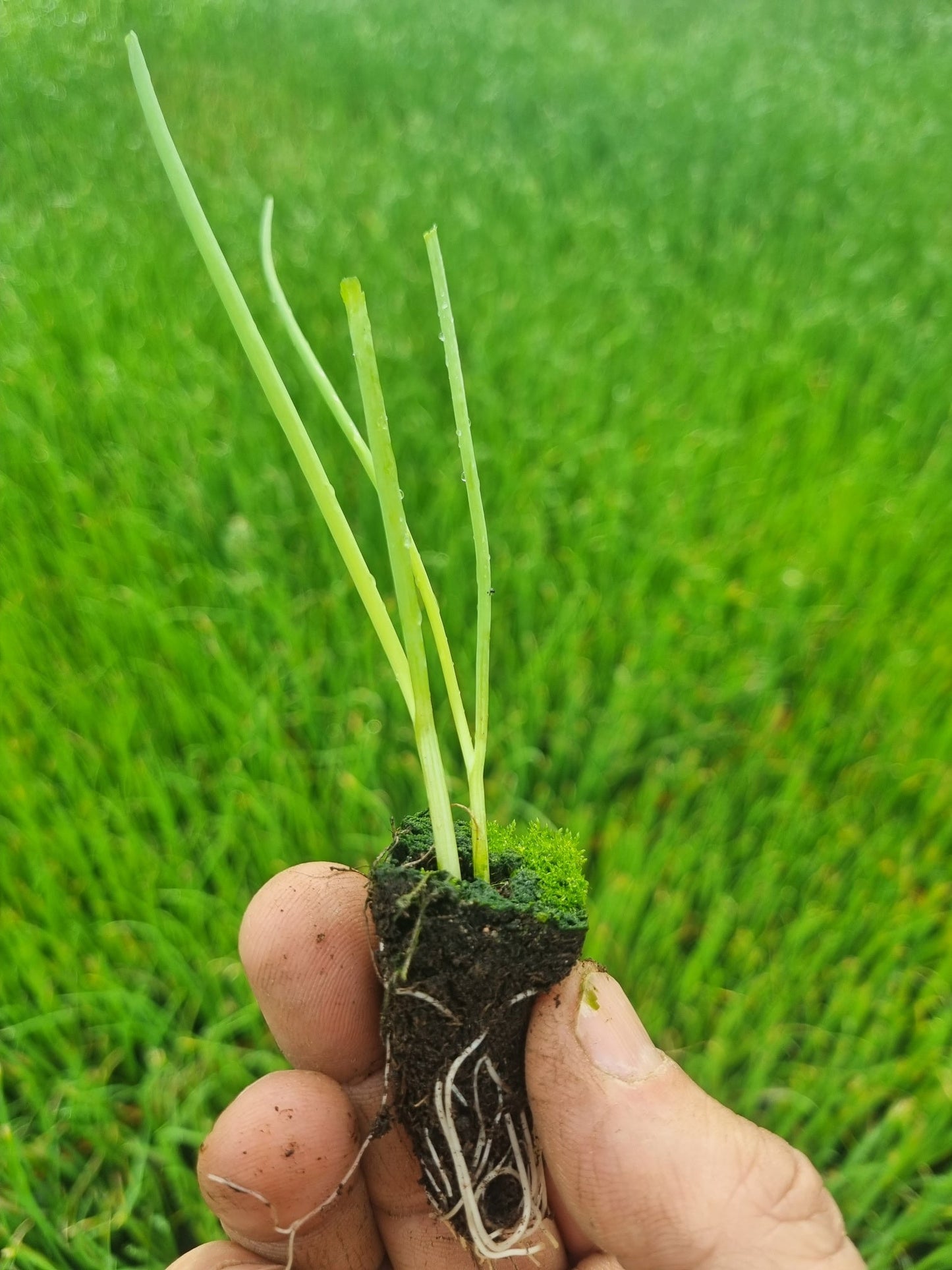PRE-ORDER 10% OFF - White Onion Plug Plants "Grow Your Own" Vegetables **Letterbox Friendly**