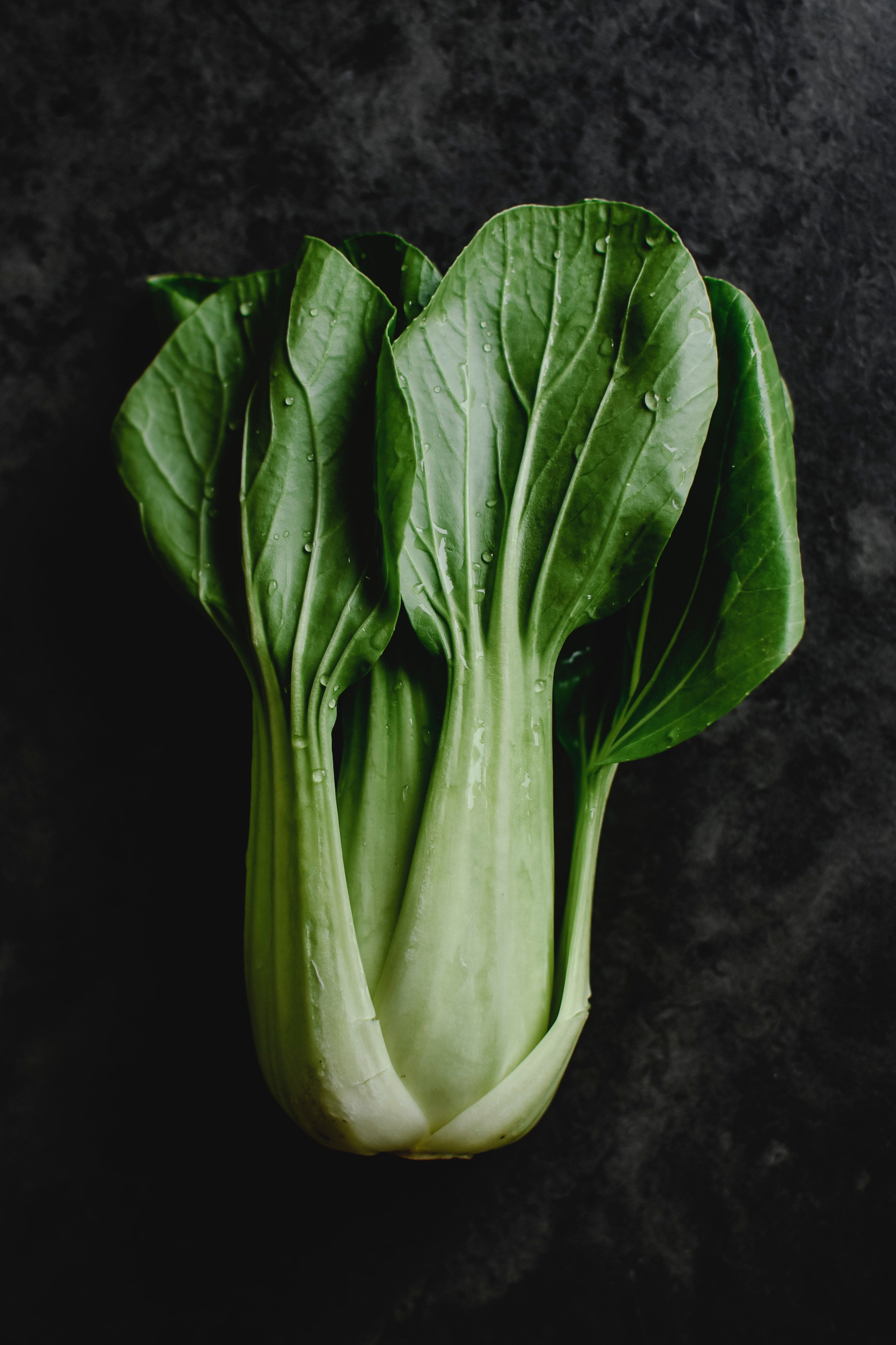 Pak Choi Plug Plants