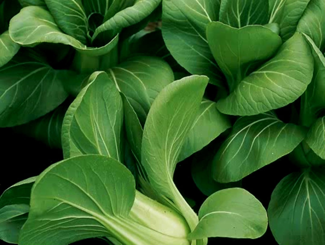 Pak Choi Plug Plants "Grow Your Own" Salads **Letterbox Friendly**