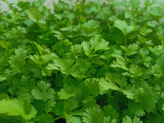 Parsley Plug Plants "Grow Your Own" Herbs 'Ready to Plant Now' Young Herb Plants **Letterbox Friendly**