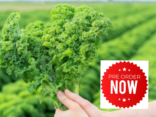 PRE-ORDER 10% OFF - Green Kale Plug Plants "Grow Your Own" Vegetables **Letterbox Friendly**