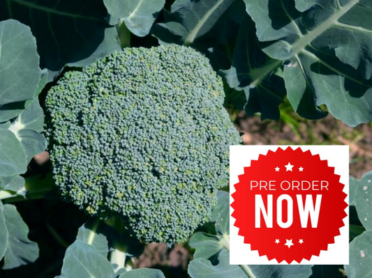 PRE-ORDER 10% OFF - Broccoli Plug Plants "Grow Your Own" Vegetables - Letterbox Friendly