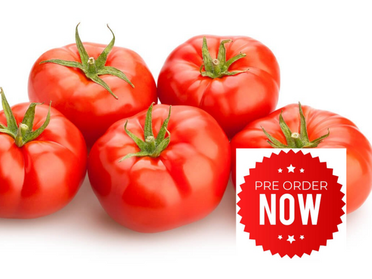 PRE-ORDER 10% OFF - Red Beef Tomato Plug Plants "Grow Your Own" Fruit **Letterbox Friendly**