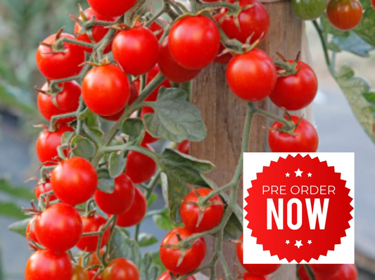 PRE-ORDER 10% OFF - Red Cherry Tomato Plug Plants "Grow Your Own" Fruit **Letterbox Friendly**