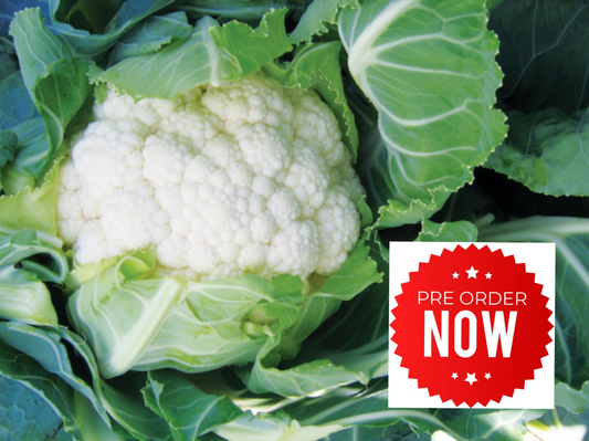 PRE-ORDER 10% OFF - Cauliflower Plug Plants "Grow Your Own" Vegetables **Letterbox Friendly**