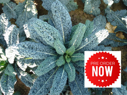 PRE-ORDER 10% OFF - Cavolo Nero Plug Plants "Grow Your Own" Vegetables **Letterbox Friendly**