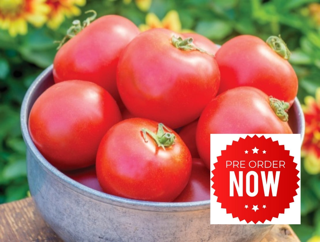 PRE-ORDER 10% OFF - Red Tomato Plug Plants "Grow Your Own" Fruit **Letterbox Friendly**