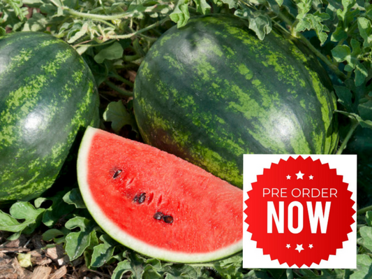 PRE-ORDER 10% OFF Watermelon Plug Plants "Grow Your Own" Fruit **Letterbox Friendly**