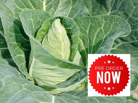 PRE-ORDER 10% OFF - Pointed Cabbage Plug Plants "Grow Your Own" Vegetables **Letterbox Friendly**