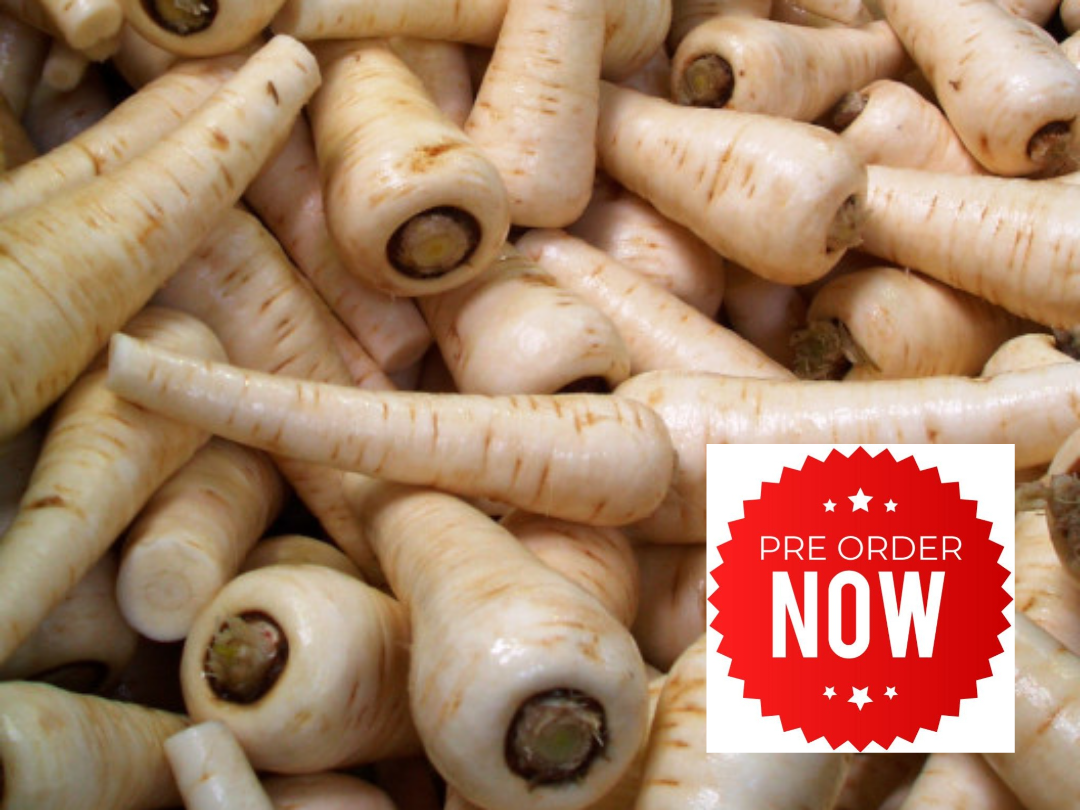 PRE-ORDER 10% OFF - Parsnip Plug Plants "Grow Your Own" Vegetables **Letterbox Friendly**